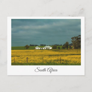 Canola Fields South Africa Landscape Postcard