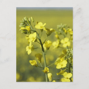Canola flowering in field. 3 postcard