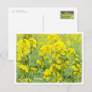 Canola Flowers Postcard