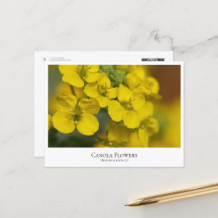 Canola Flowers Postcard