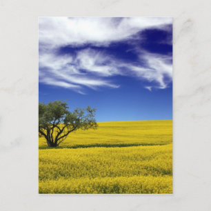 Canola Sky, Saskatchewan, Canada Postcard