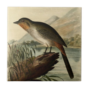 Canon Finch Tile