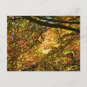Canopy of Fall Leaves I Yellow Autumn Nature Postcard