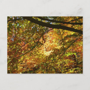 Canopy of Fall Leaves I Yellow Autumn Nature Postcard