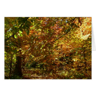 Canopy of Fall Leaves II Yellow Autumn Photography