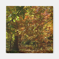 Canopy of Fall Leaves II Yellow Autumn Photography