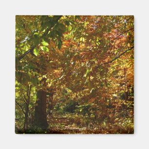 Canopy of Fall Leaves II Yellow Autumn Photography Magnet