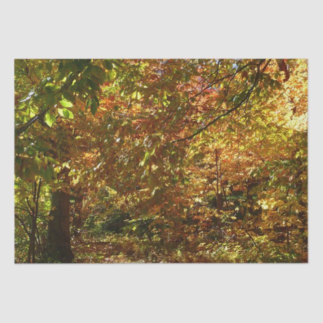 Canopy of Fall Leaves II Yellow Autumn Photography Tissue Paper (Front)
