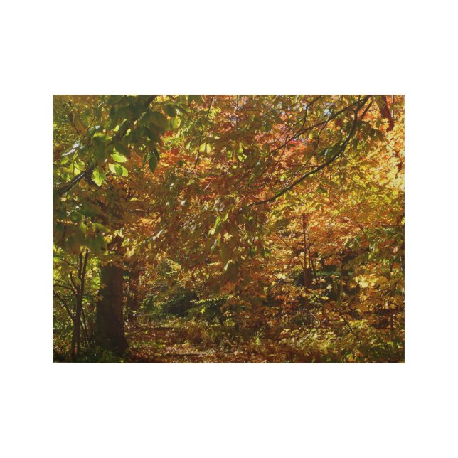 Canopy of Fall Leaves II Yellow Autumn Photography Wood Poster (Front)