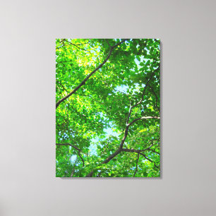 Canopy of Green, Leafy Branches with Blue Sky Canvas Print