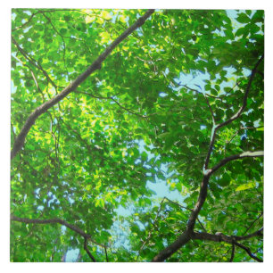 Canopy of Green, Leafy Branches with Blue Sky Tile