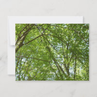 Canopy of Spring Leaves Green Nature Scene