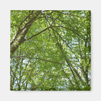 Canopy of Spring Leaves Green Nature Scene Magnet