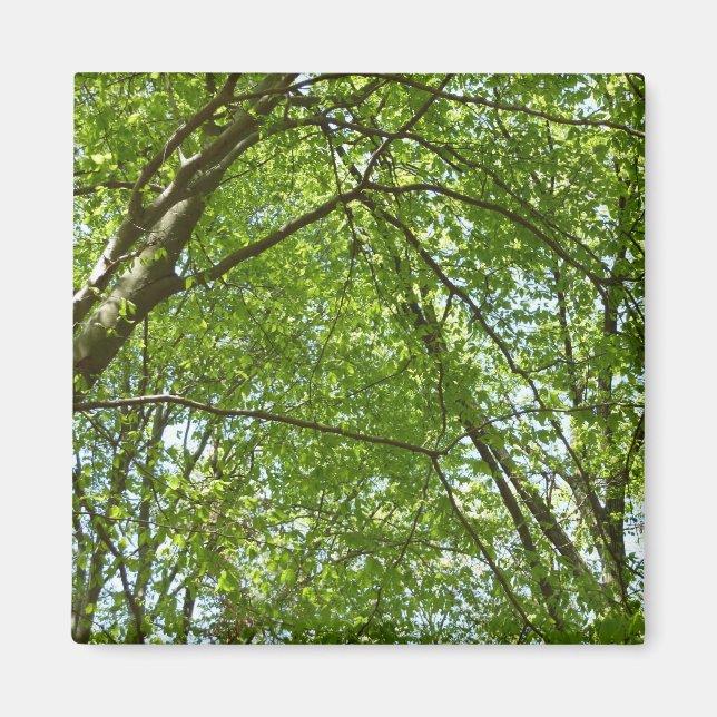 Canopy of Spring Leaves Green Nature Scene Magnet (Front)