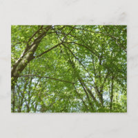 Canopy of Spring Leaves Green Nature Scene