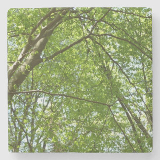 Canopy of Spring Leaves Green Nature Scene Stone Coaster