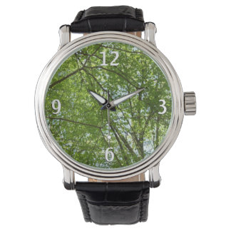 Canopy of Spring Leaves Green Nature Scene Watch