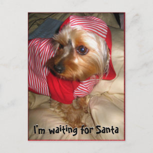 Can't Sleep Little Yorkie on Christmas Eve Holiday Postcard