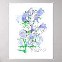 Canterbury Bells Language of Flowers Victorian