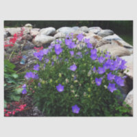 Canterbury Bells
