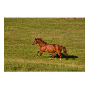 Cantering Sorrel Mare & Ranch Pasture Equine Photo Poster