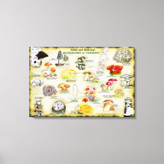 Canvas 30x20 Mushrooms of Vermont Print (Front)