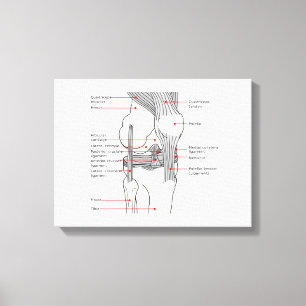 Canvas Anatomical Diagram human right knee joint Print