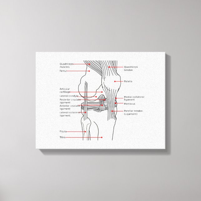 Canvas Anatomical Diagram human right knee joint Print (Front)