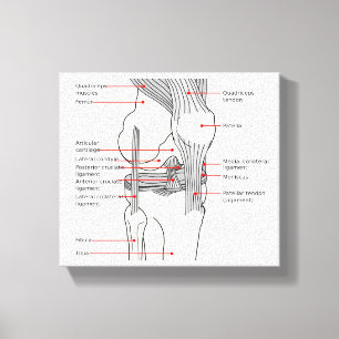 Canvas Anatomical Diagram human right knee joint Print