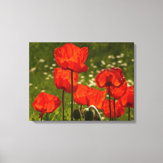 Canvas Art-Poppies (Front)