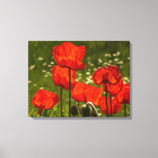Canvas Art-Poppies Print