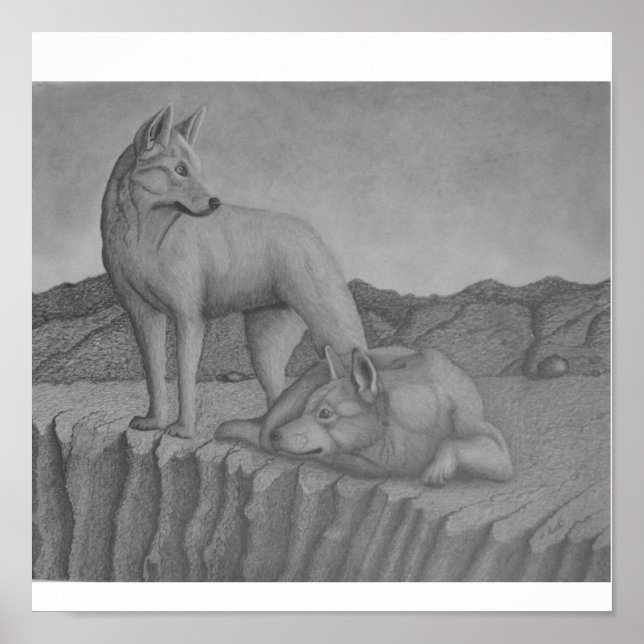 Canvas Art Print. Dingos also (warrigal) wolf-like Poster (Front)