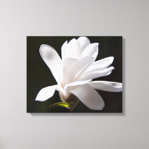 Canvas Art-Star Magnolia Flower Print