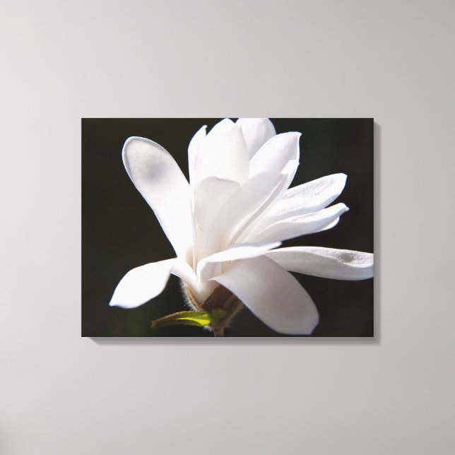 Canvas Art-Star Magnolia Flower Print (Front)