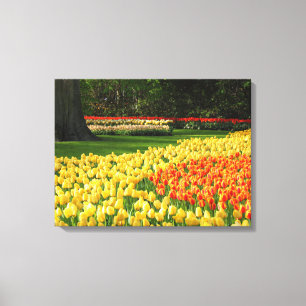 Canvas Art-Tulips Print
