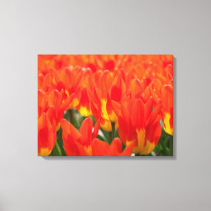 Canvas Art-Tulips Print