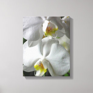 Canvas Art-White Orchids Print