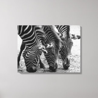 Canvas Art-Zebras Print