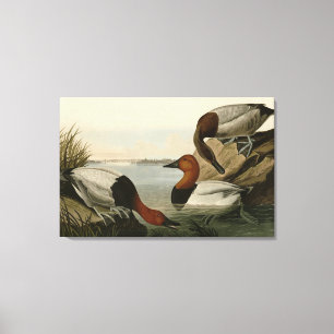 Canvas backed Duck from Audubon's Birds of America Print