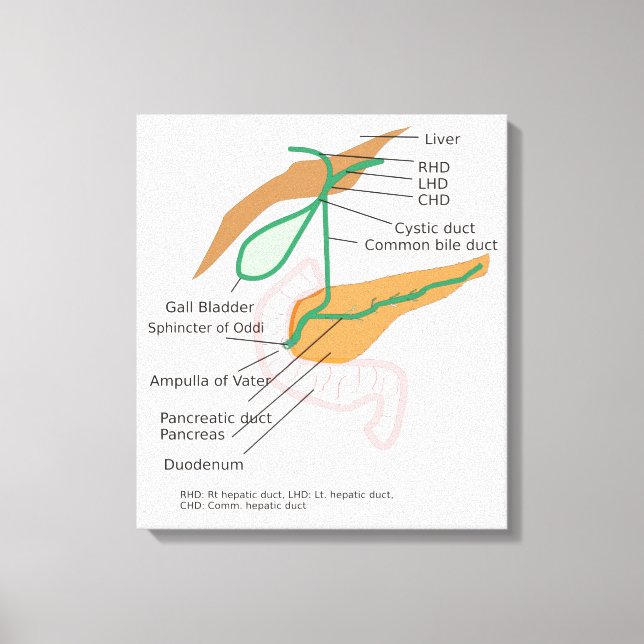 Canvas Biliary System Diagram Chart Gall Bladder  Print (Front)
