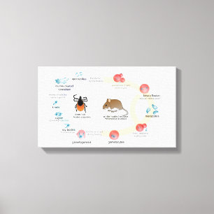 Canvas Diagram Babesia microti life cycle Print