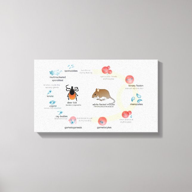 Canvas Diagram Babesia microti life cycle Print (Front)