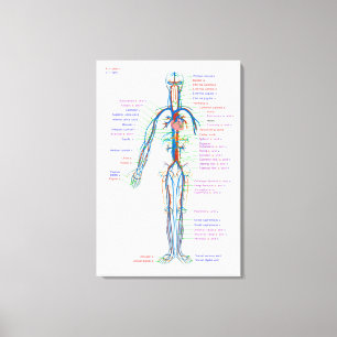 Canvas Diagram Human Circulatory System Arteries Print