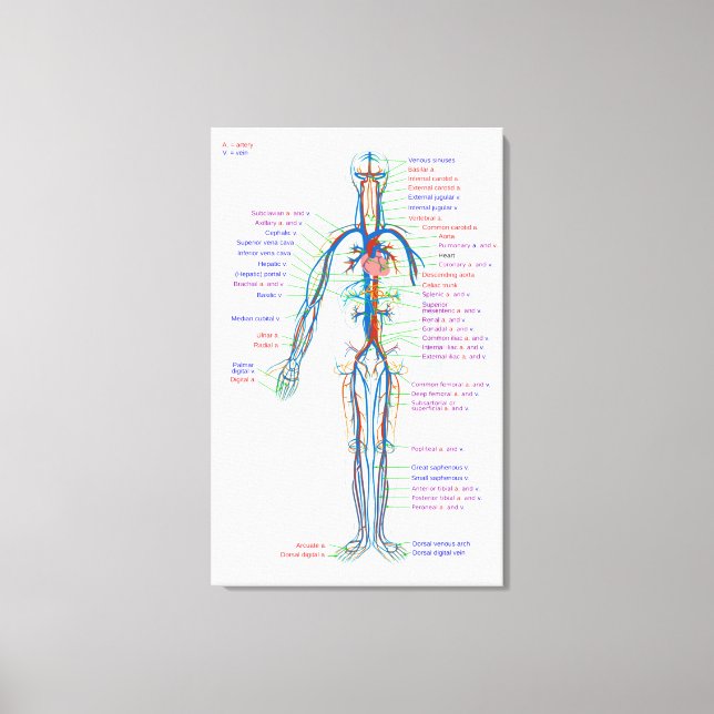Canvas Diagram Human Circulatory System Arteries  Print (Front)