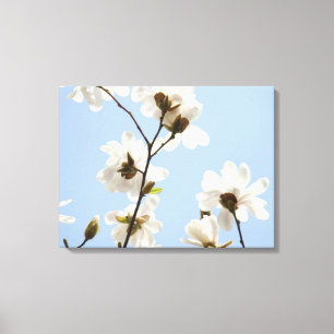 Canvas Floral Magnolia Tree Blossoms art prints
