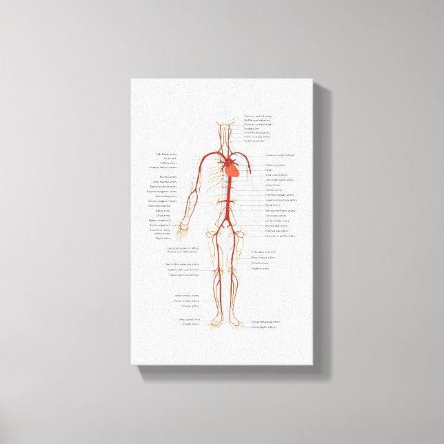 Canvas Human Circulatory System of Arteries Print (Front)