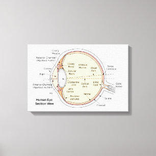 Canvas Human Eye Ball Anatomical Diagram Print