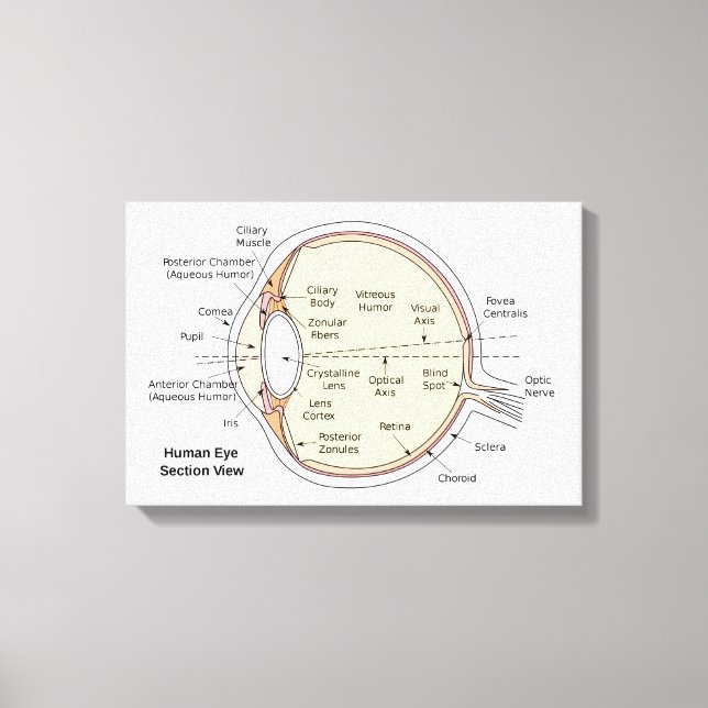 Canvas Human Eye Ball Anatomical Diagram Print (Front)