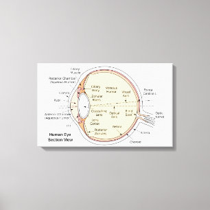 Canvas Human Eye Ball Anatomical Diagram Print
