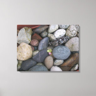 Canvas (Pebbles #1) RFPMDesigns ©️2012 Print